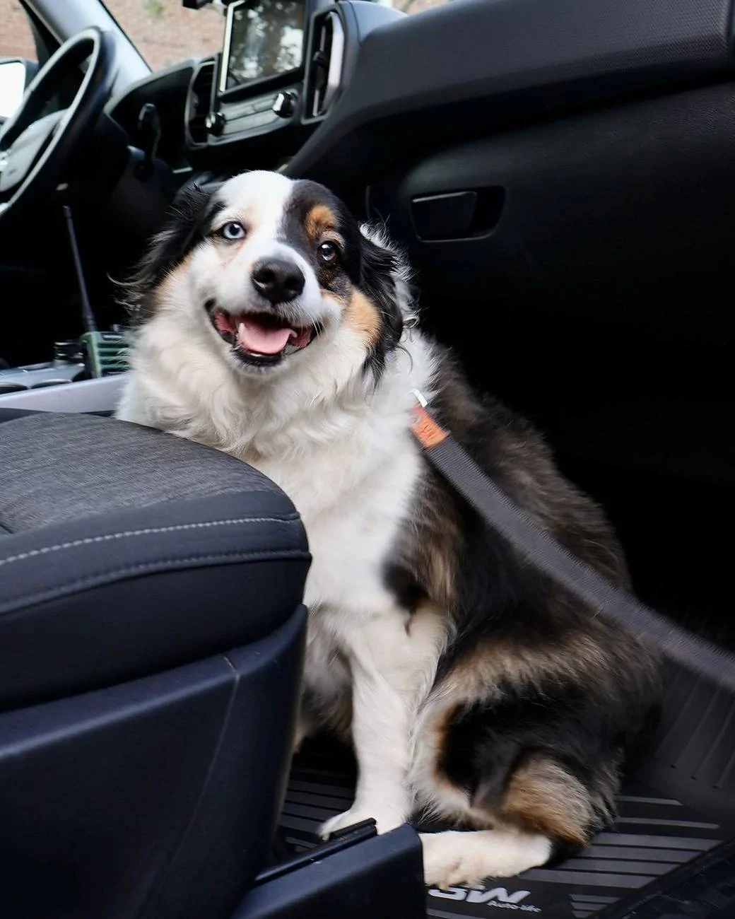 Ford Bronco Pets With US! Snapinsta.app_462630335_17906257527042217_4667736972361208960_n_1080