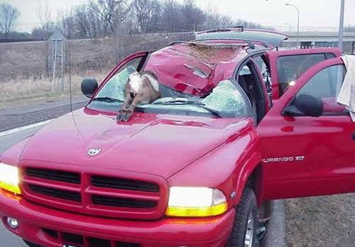 Ford Bronco Hit Deer Need Advice 1730845979596-qb