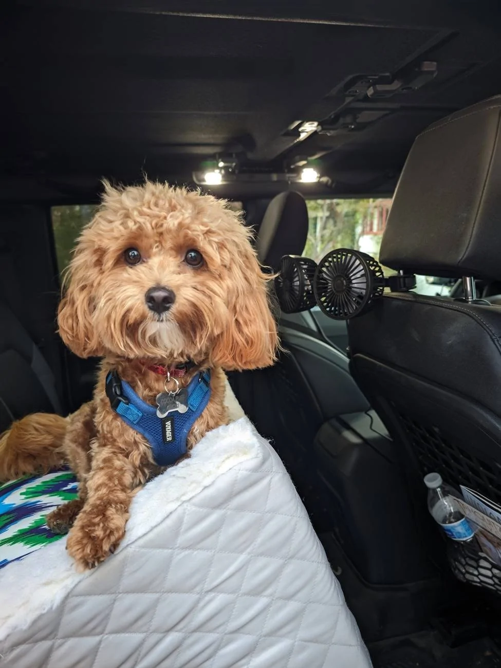 Ford Bronco What are we doing for our pets? Show your setup 1000018945
