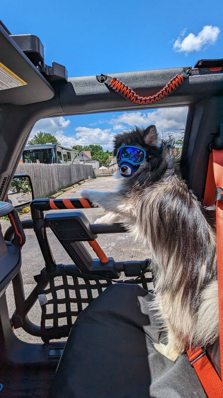 Ford Bronco What are we doing for our pets? Show your setup PXL_20240610_170633861