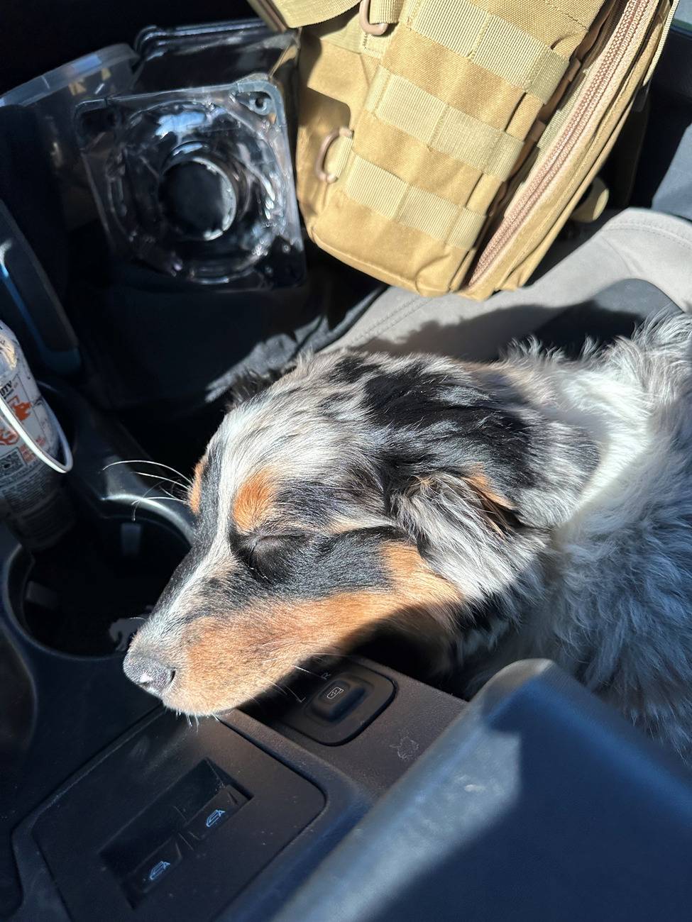 Ford Bronco What are we doing for our pets? Show your setup daisy