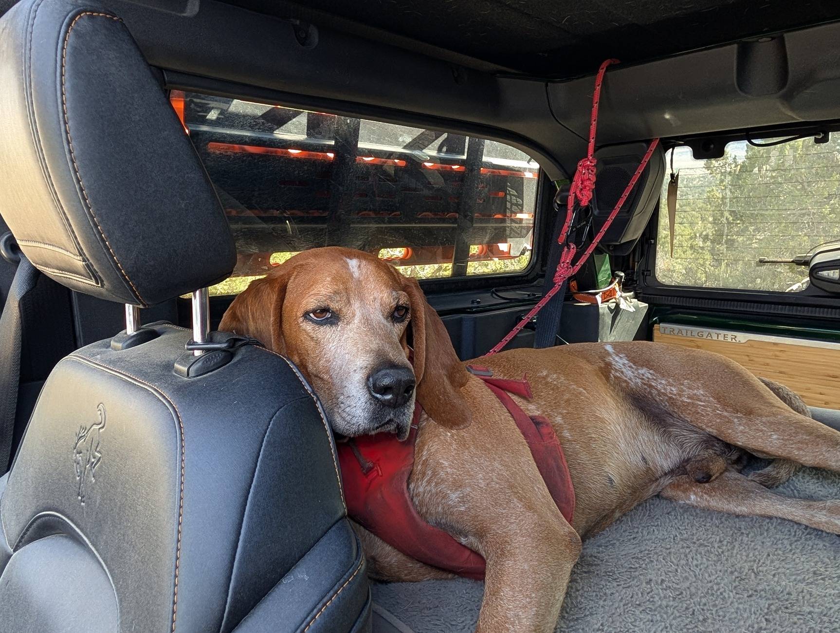 Ford Bronco What are we doing for our pets? Show your setup PXL_20241014_204407701