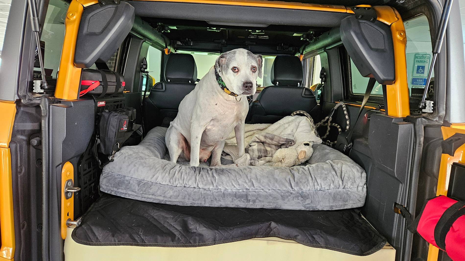 Ford Bronco Dog approved! 20241227_111205[1]