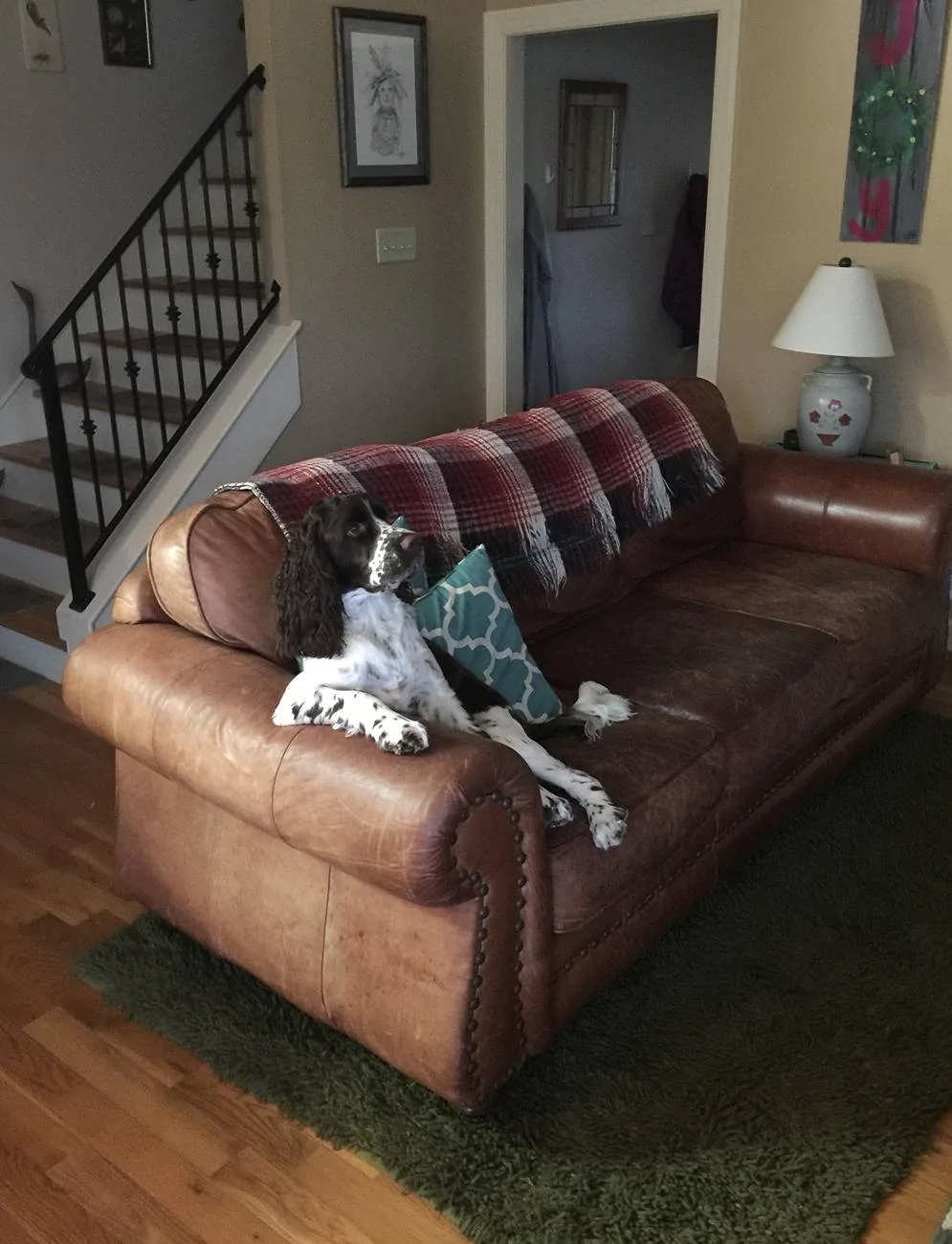 Ford Bronco Dog approved! Sam Couch