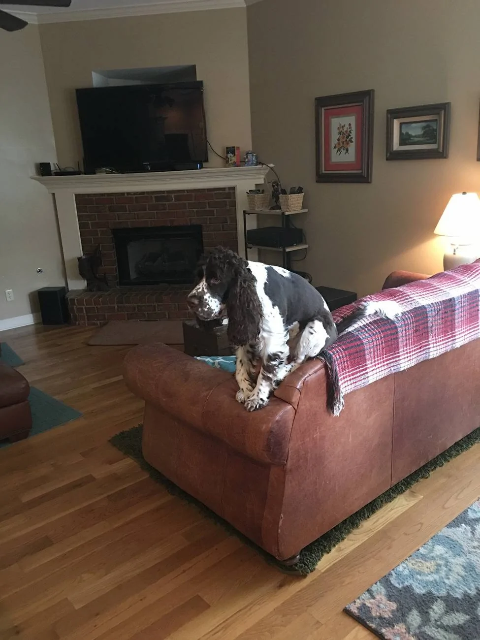 Ford Bronco Dog approved! Sad Sam