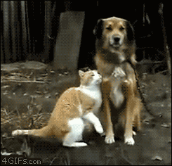 Ford Bronco post funny gifs here (safe for work only) 29