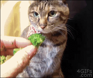 Ford Bronco post funny gifs here (safe for work only) 4QjL7AgjQvScHg5bPaiW_Cat Takes Broccol