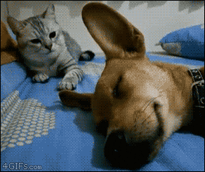 Ford Bronco post funny gifs here (safe for work only) cat_slaps_sleeping_dog_271aa870cdc0b9099152767bb3c057c95ad37c93