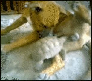 Ford Bronco post funny gifs here (safe for work only) dog-vs-turtle