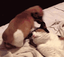 Ford Bronco post funny gifs here (safe for work only) giphy (29)