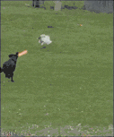 Ford Bronco post funny gifs here (safe for work only) giphy (23)