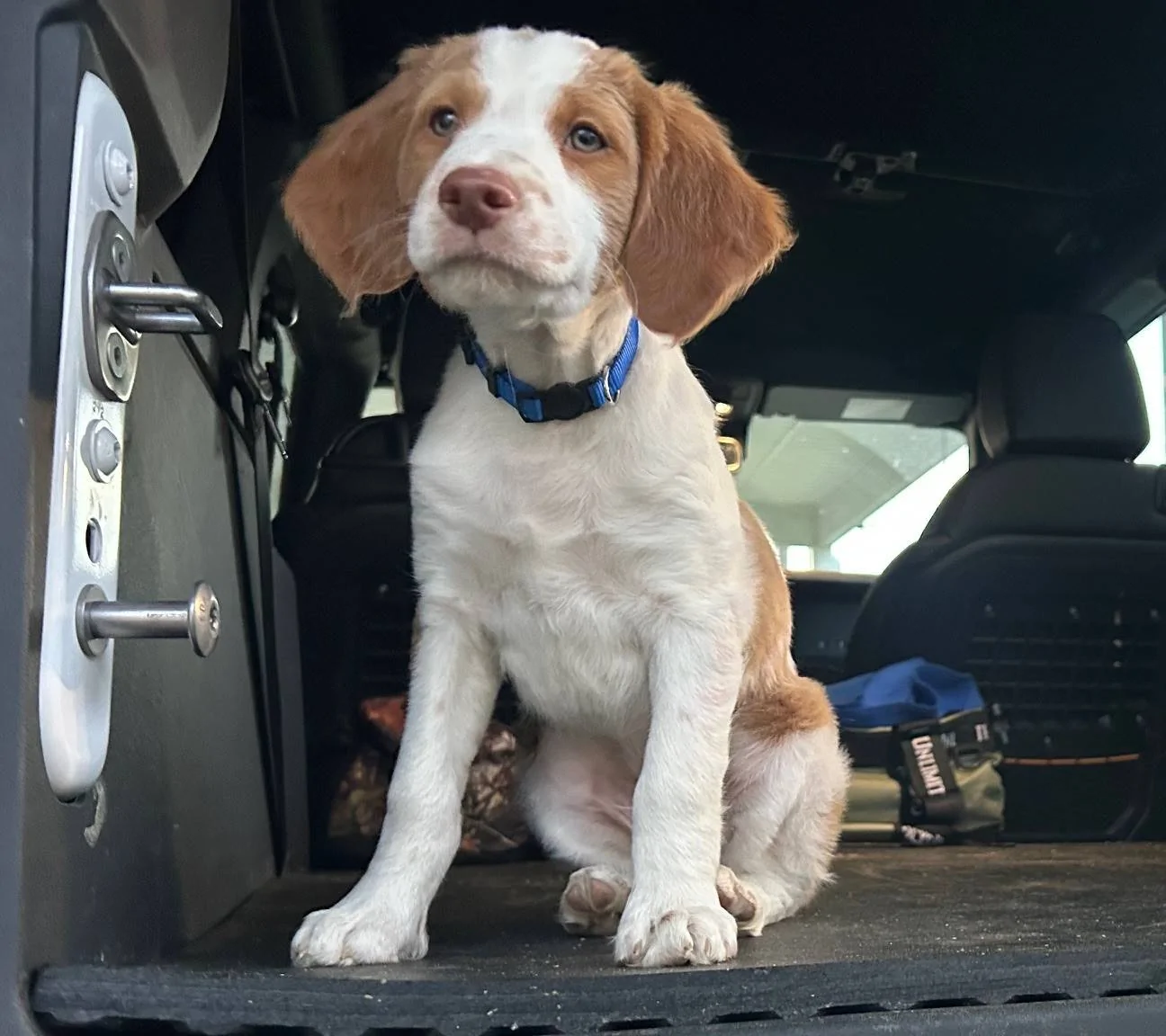 Ford Bronco 🐾 Show Us Your Dog + Bronco Photos! b2