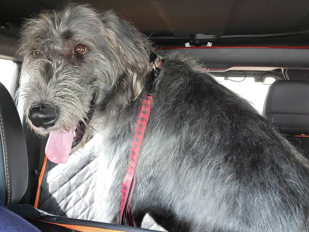 Ford Bronco 🐾 Show Us Your Dog + Bronco Photos! 20241214_130530-40