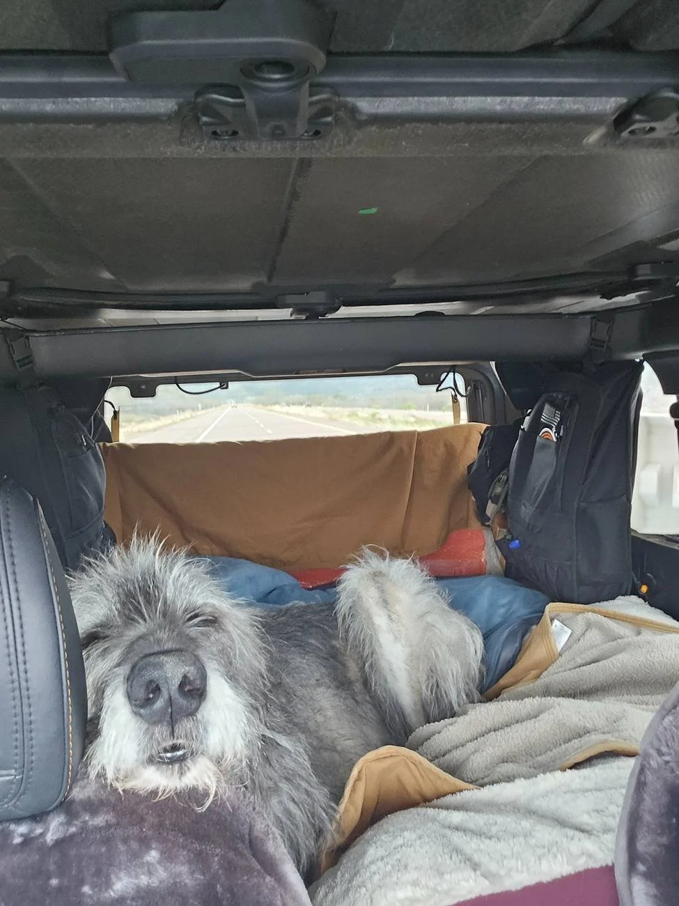 Ford Bronco 🐾 Show Us Your Dog + Bronco Photos! 20240318_105339