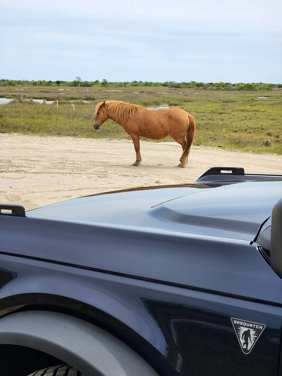 Ford Bronco Assateague Island National Seashore, MD 20250527_110702