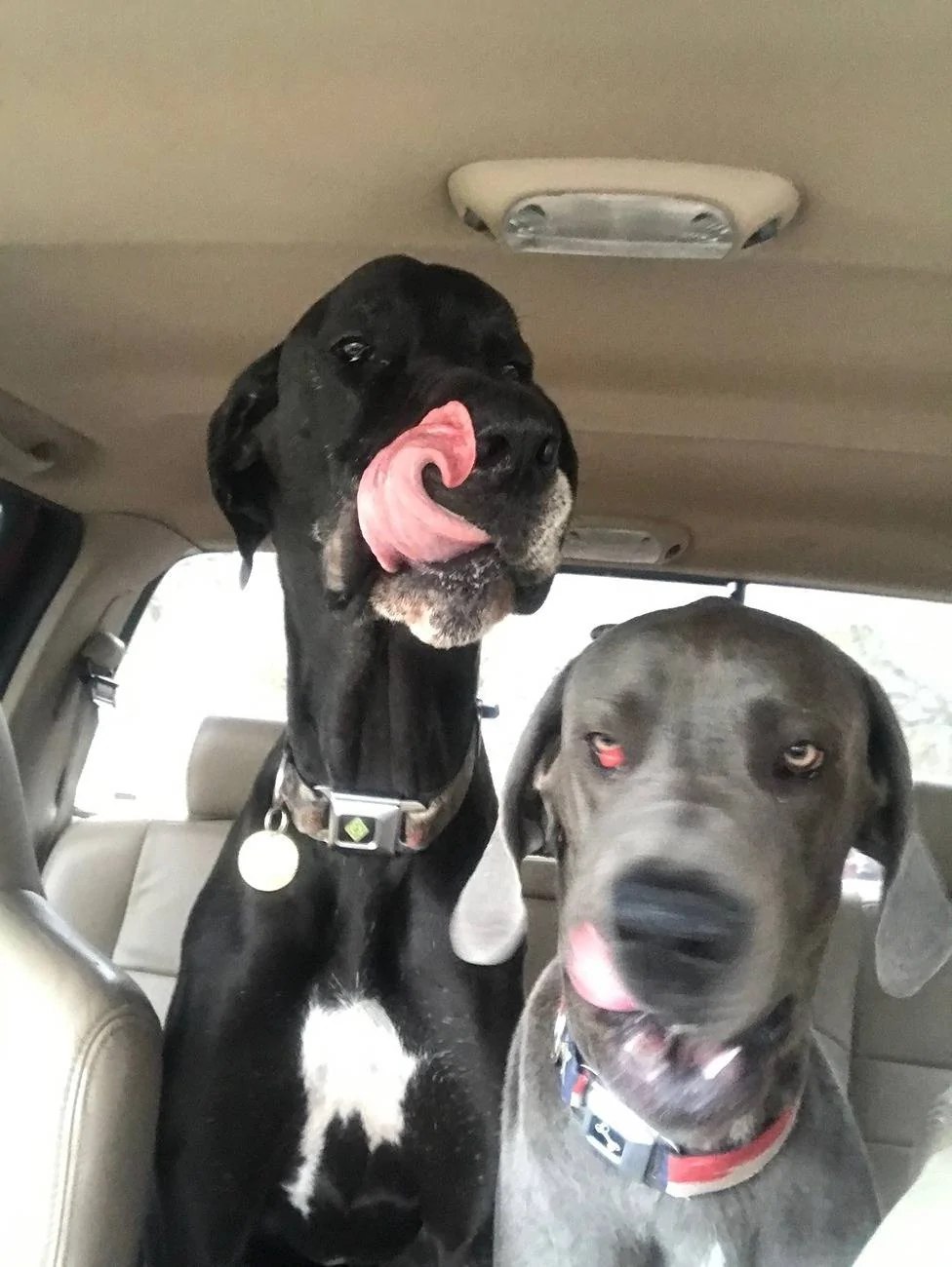 Ford Bronco FINALLY found a dog friendly solution! Pi Hondo