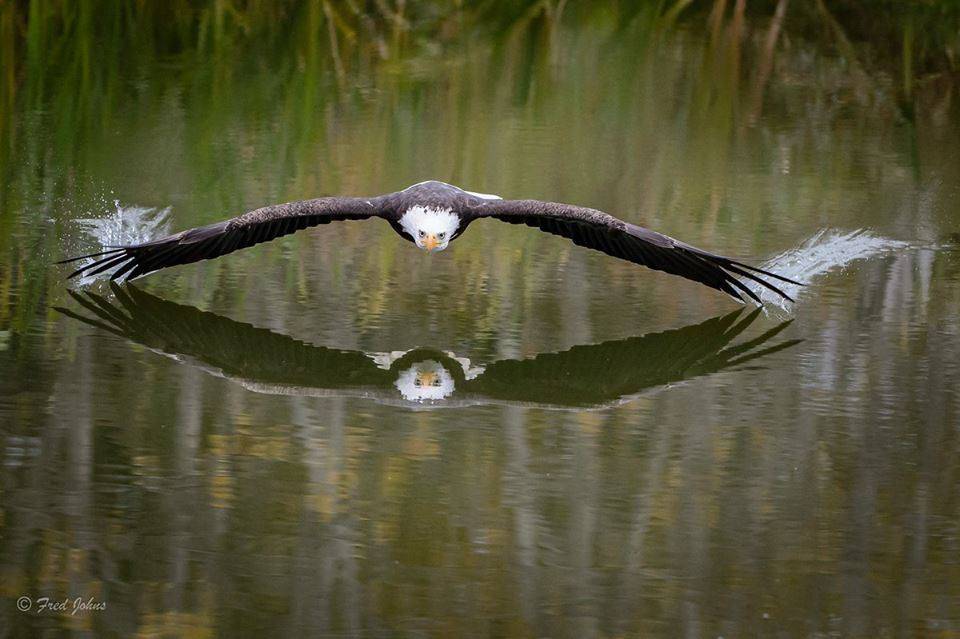 Ford Bronco Unrepairable recalls piling up. bald eagle