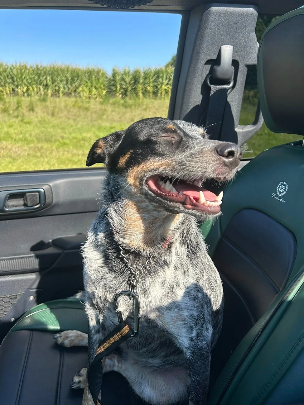 Ford Bronco Mabett Giveaway: Bronco and Pets, Let’s Hit the Road! 🐾 540912304_10162982370628548_9193888952070353452_n