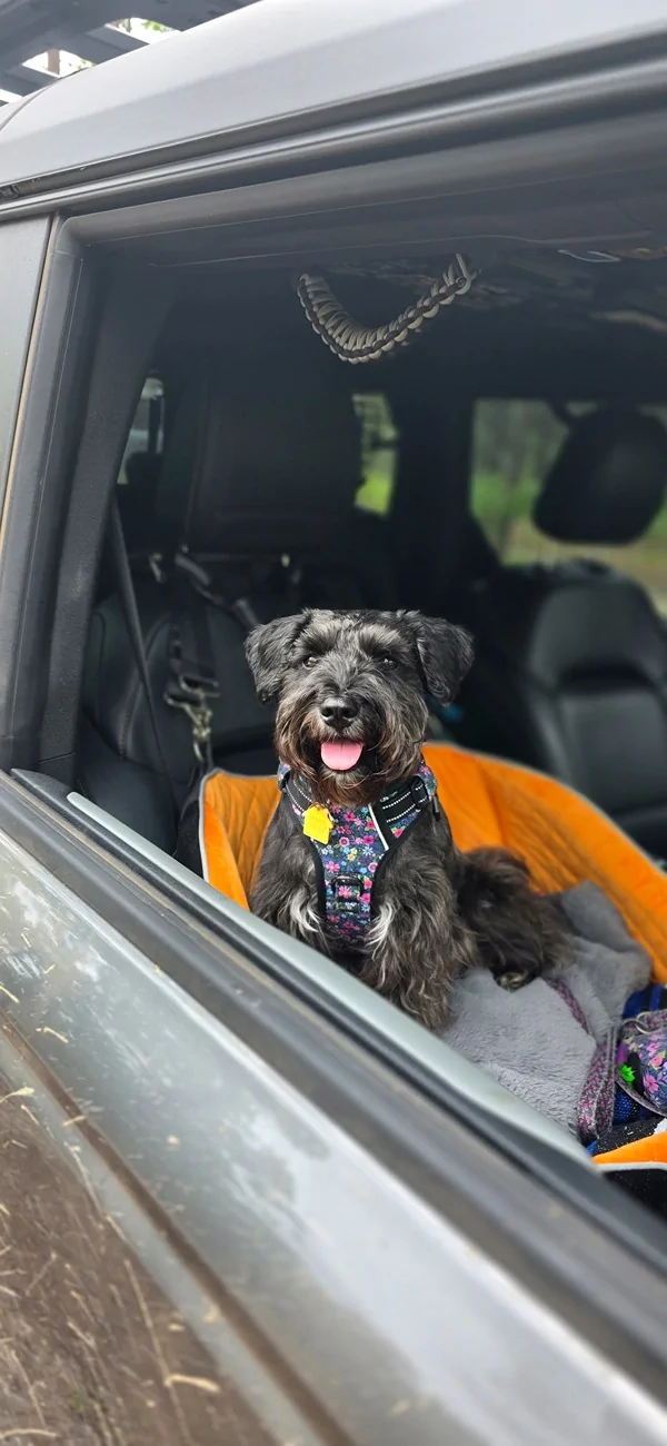 Ford Bronco Mabett Giveaway: Bronco and Pets, Let’s Hit the Road! 🐾 1000048850