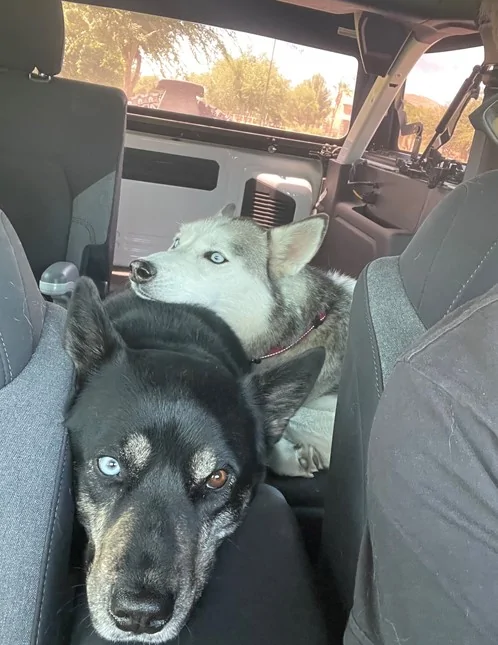 Ford Bronco Mabett Giveaway: Bronco and Pets, Let’s Hit the Road! 🐾 bronco dogs