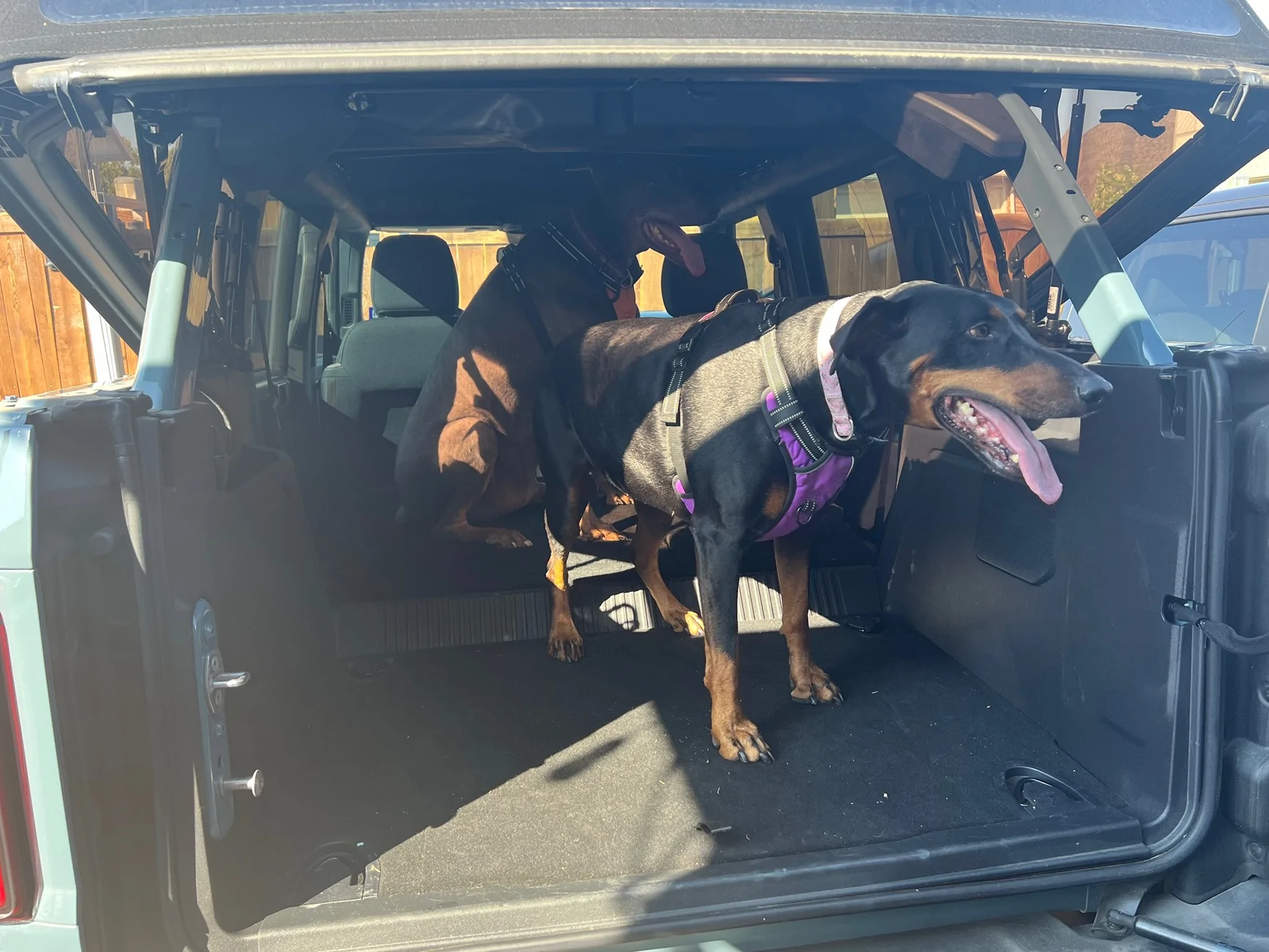 Ford Bronco Mabett Giveaway: Bronco and Pets, Let’s Hit the Road! 🐾 IMG_3289