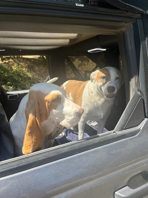 Ford Bronco Soft Top + Dogs? dogs