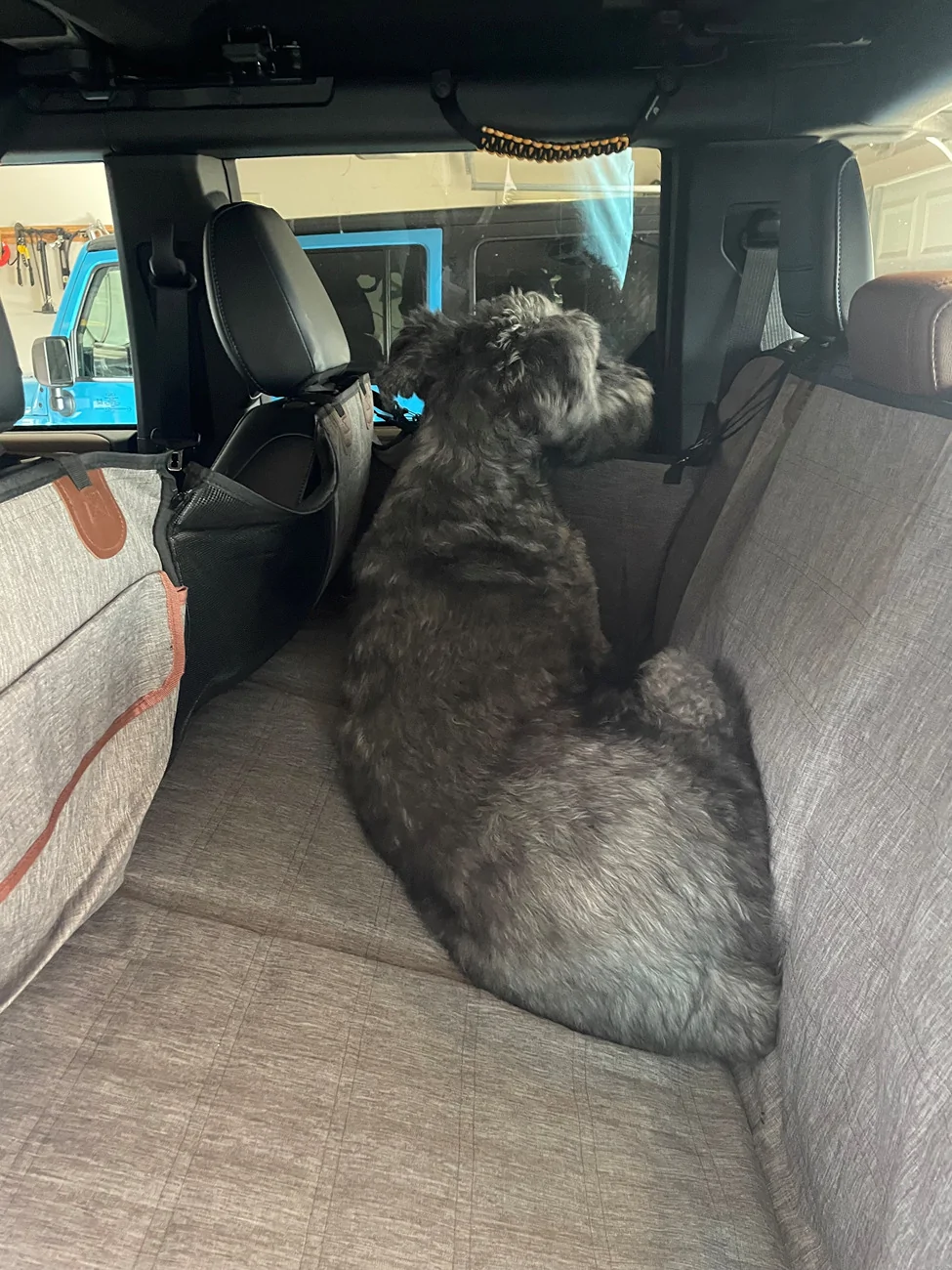 Ford Bronco Soft Top + Dogs? g SEAT