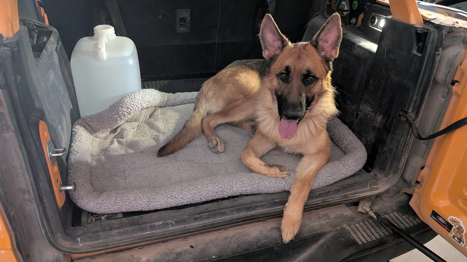 Ford Bronco Soft Top + Dogs? PXL_20250510_230516310
