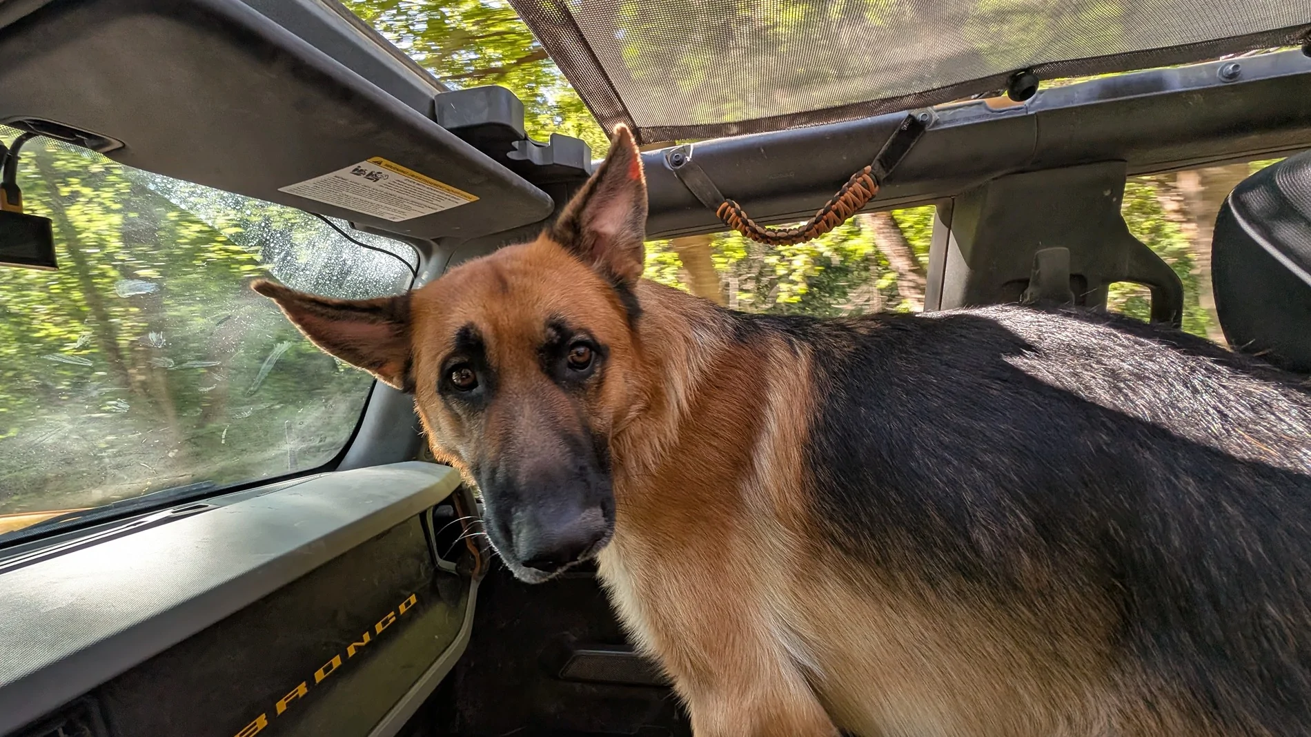 Ford Bronco Soft Top + Dogs? PXL_20250823_155248837