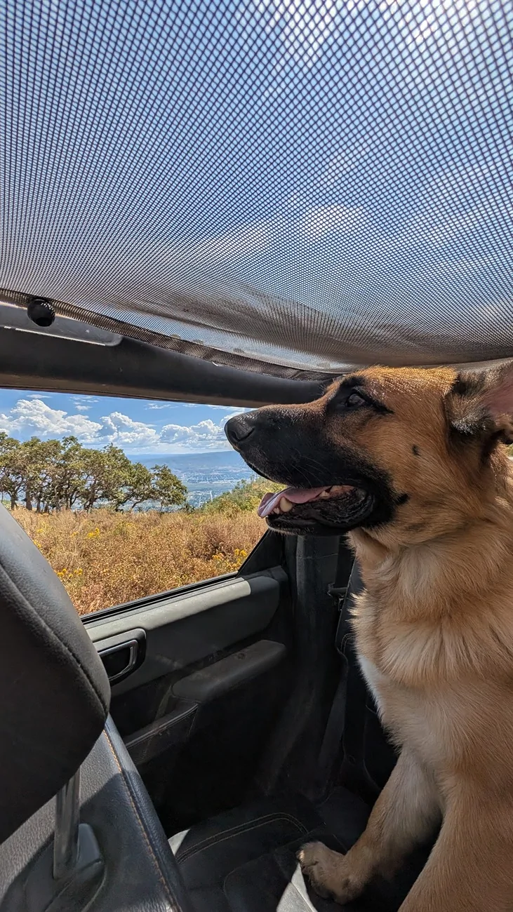 Ford Bronco Soft Top + Dogs? PXL_20250823_173722813.MP