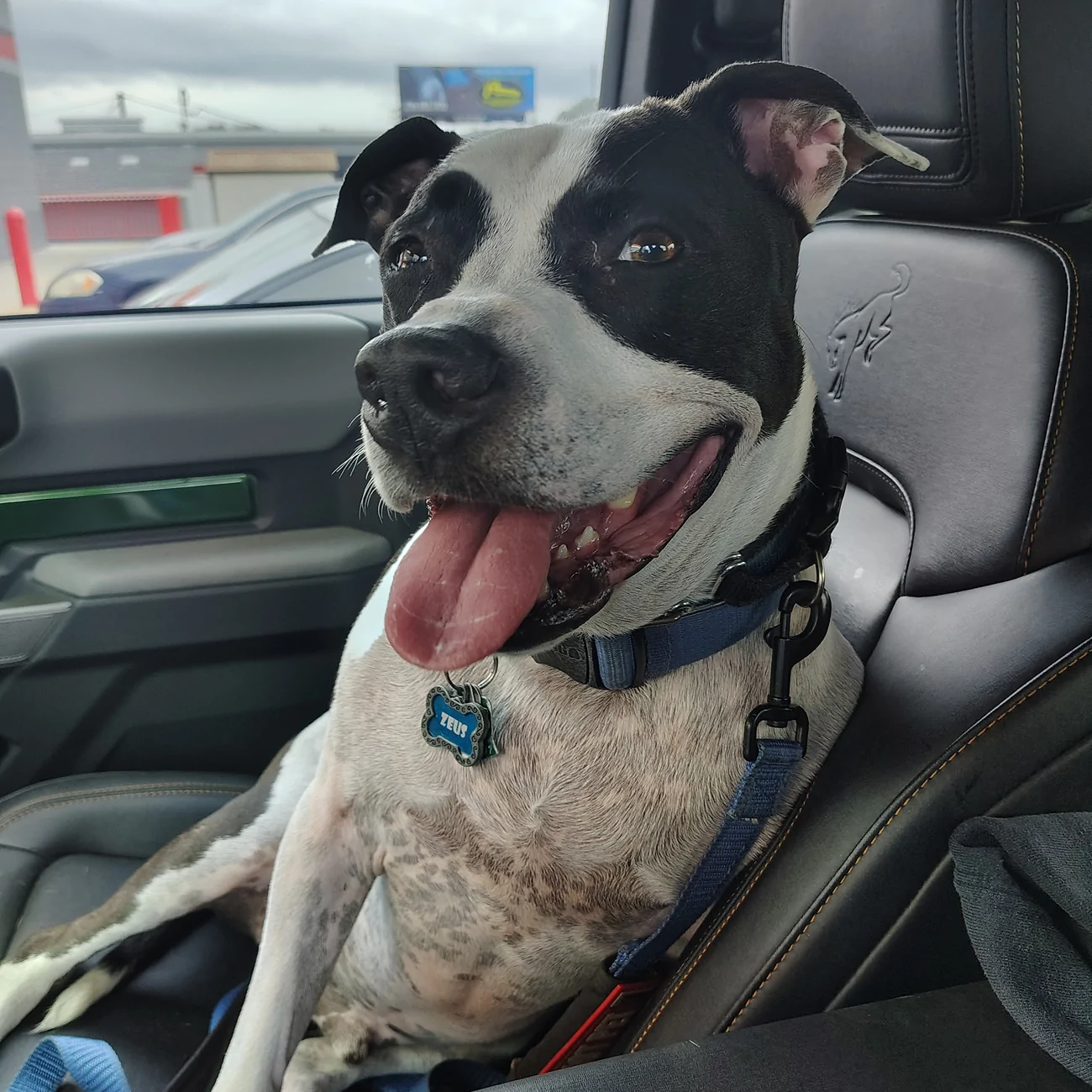 Ford Bronco The Dog Thread 🐾 IMG_20241110_100200622_HDR