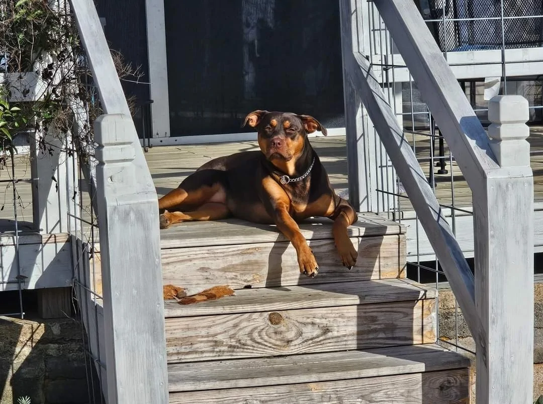 Ford Bronco The Dog Thread 🐾 Screenshot_20240313_113223_Facebook