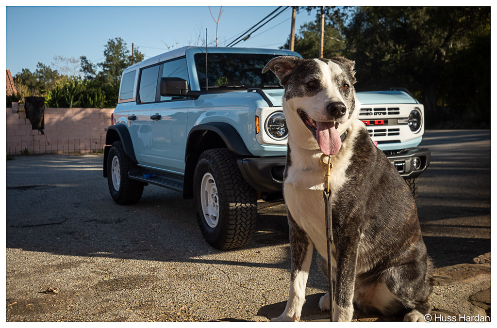 Ford Bronco The Dog Thread 🐾 55071971369_9a0aa3e394_b