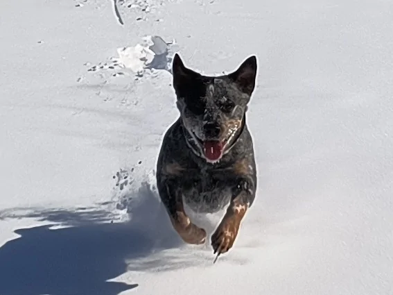 Ford Bronco The Dog Thread 🐾 willie-sno
