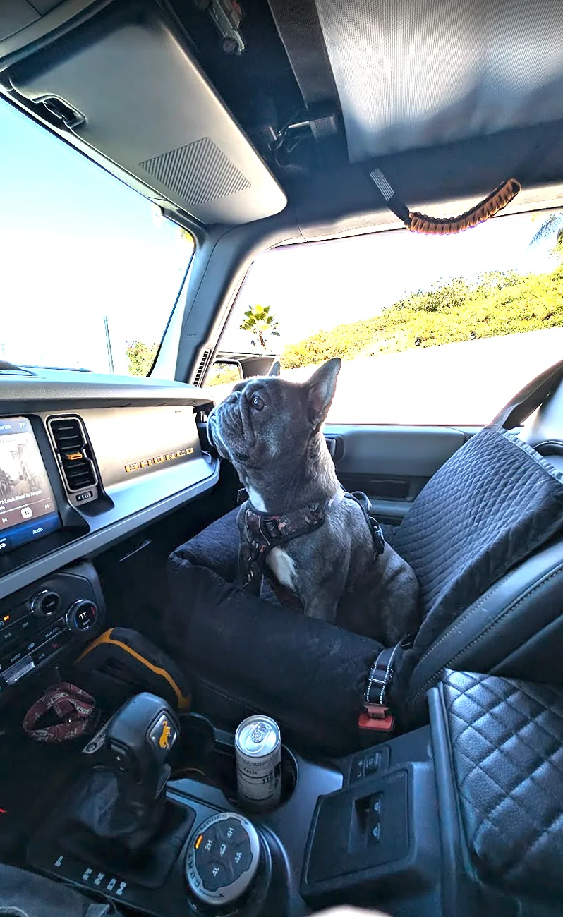 Ford Bronco The Dog Thread 🐾 1769969930362-rh