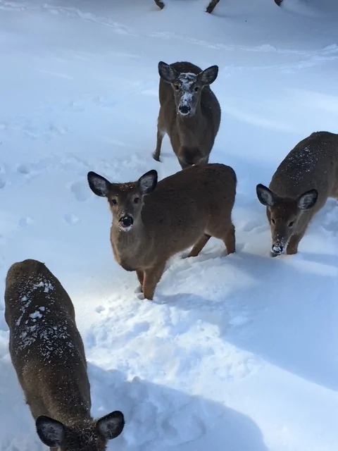 Ford Bronco SHOW your SNOW Snow Deer