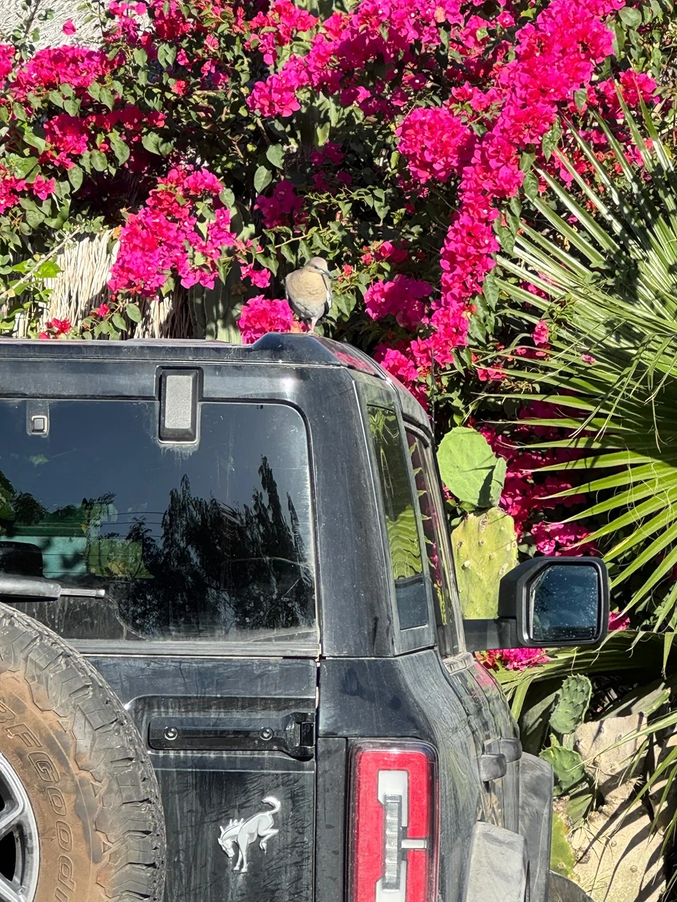 Ford Bronco Cross-Country to Baja: The Good, the Bad and the Ugly tempImageb3Qz6N
