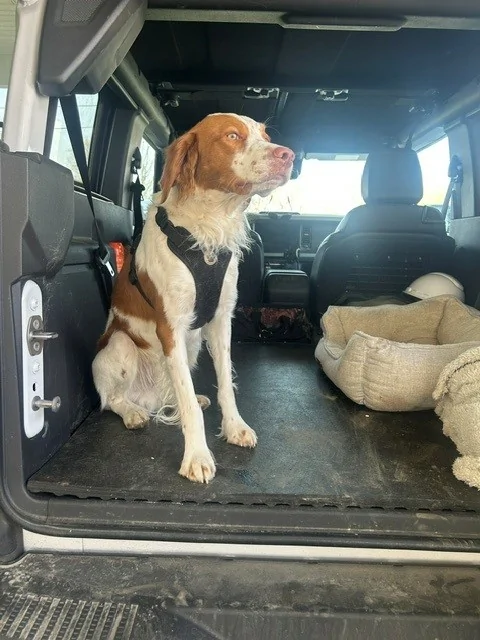 Ford Bronco 🐾 Show Us Your Dog + Bronco Photos! b4