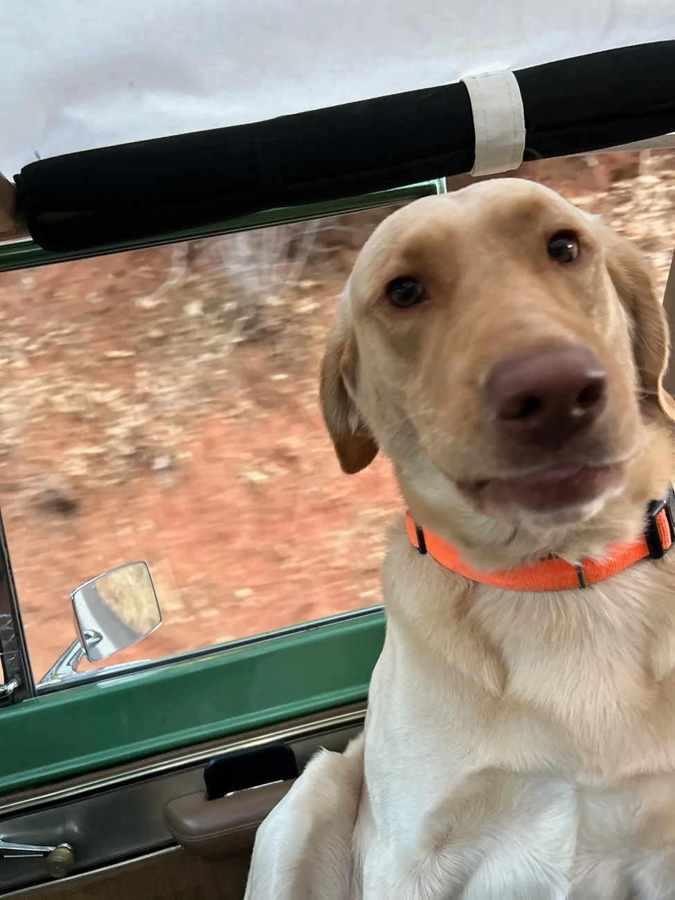 Ford Bronco Riding with dog - Bronco 2-Door options 748535596 (1)