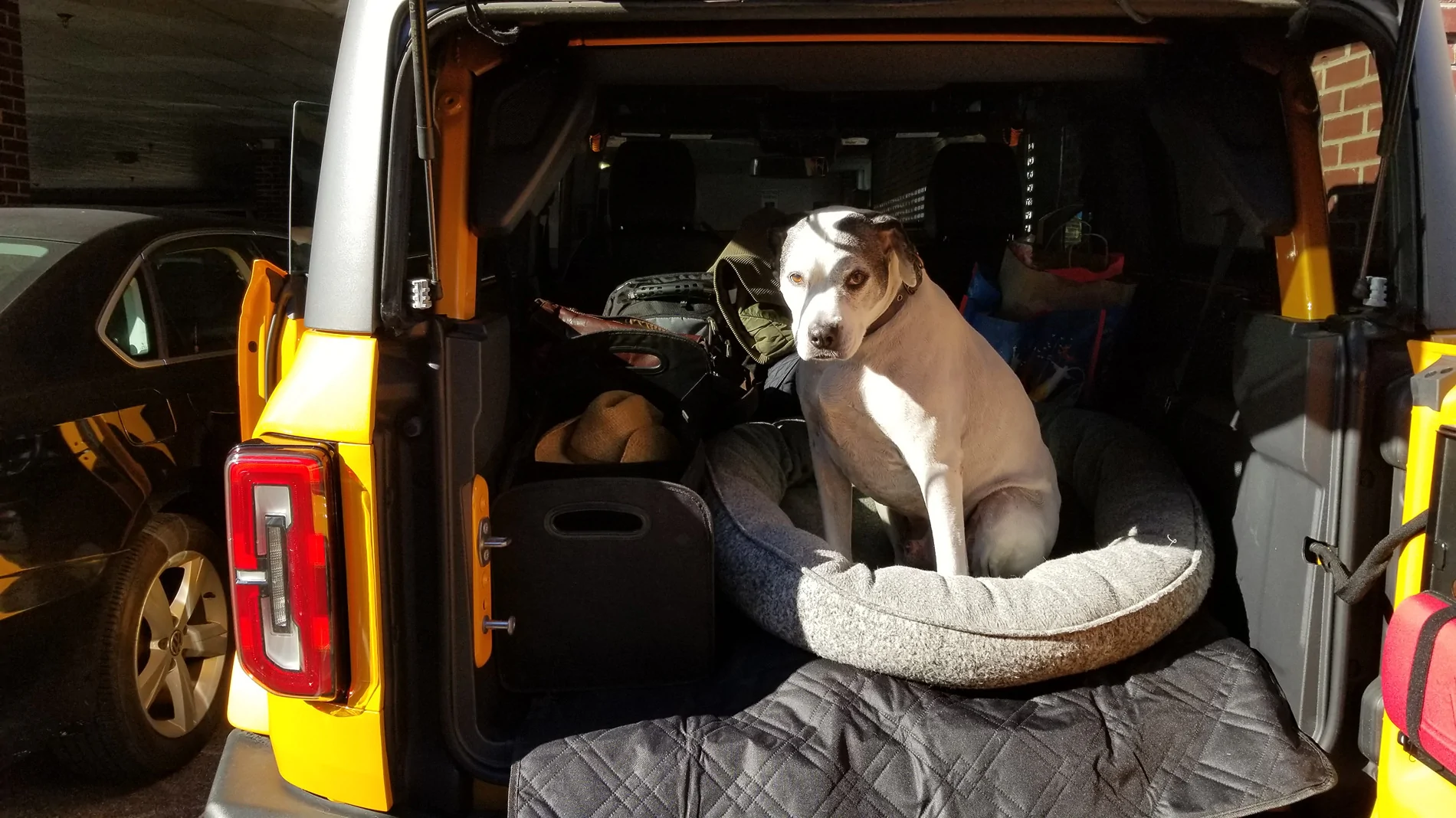 Ford Bronco Riding with dog - Bronco 2-Door options 20221119_124214(0)