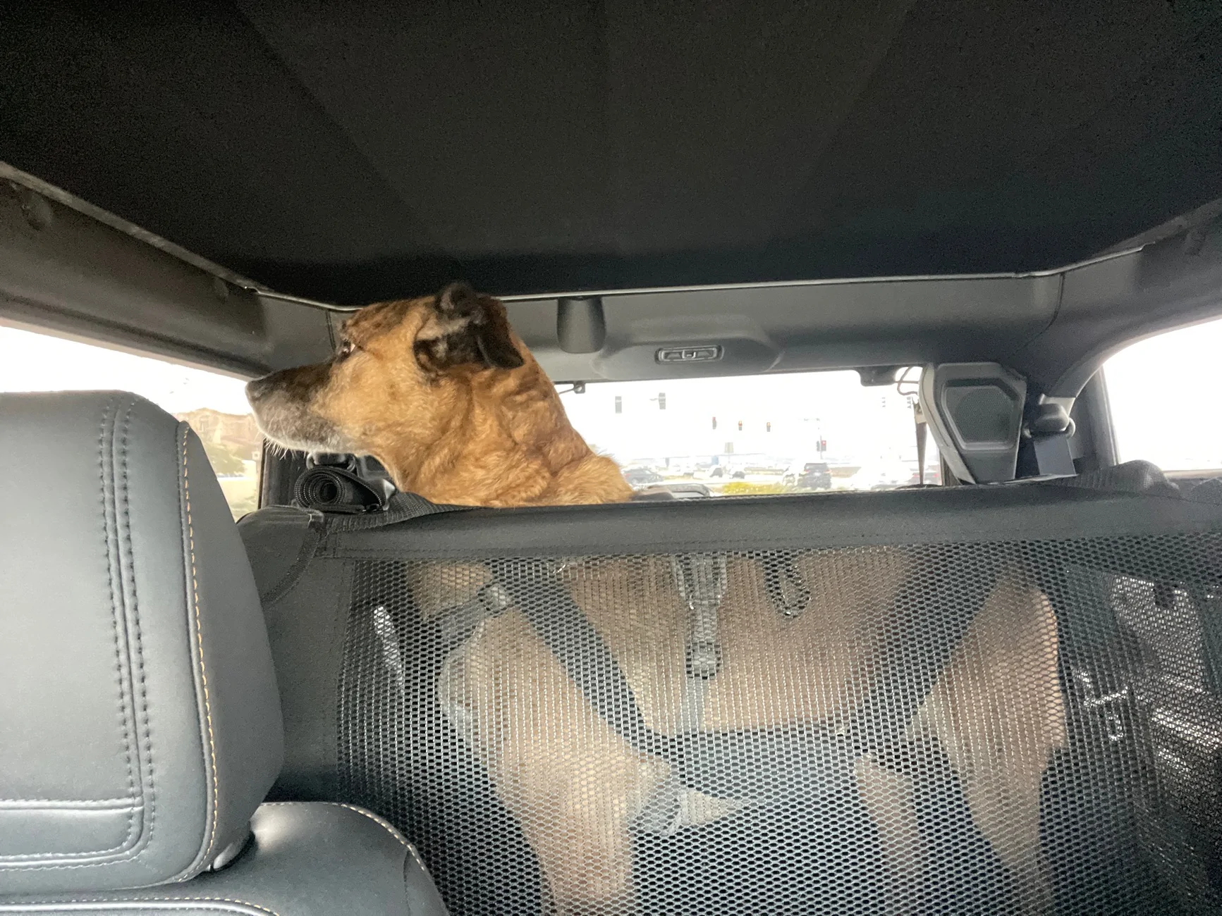 Ford Bronco Riding with dog - Bronco 2-Door options 69983909287__A5FD2D93-617B-4CA2-B0B3-8465881BEB32