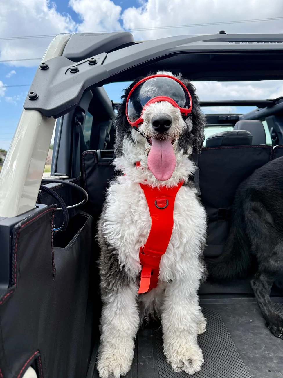 Ford Bronco 🐾 Show Us Your Dog + Bronco Photos! IMG_5632