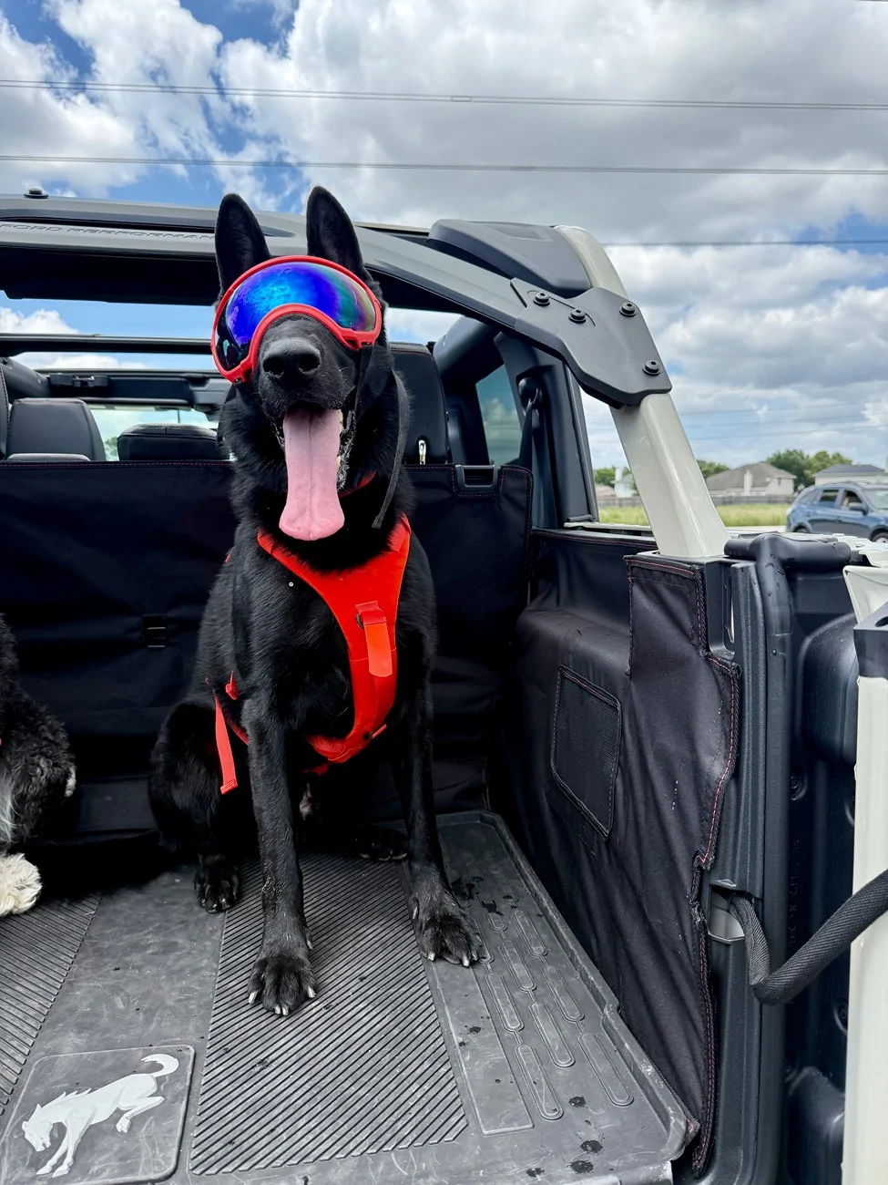 Ford Bronco 🐾 Show Us Your Dog + Bronco Photos! IMG_5635