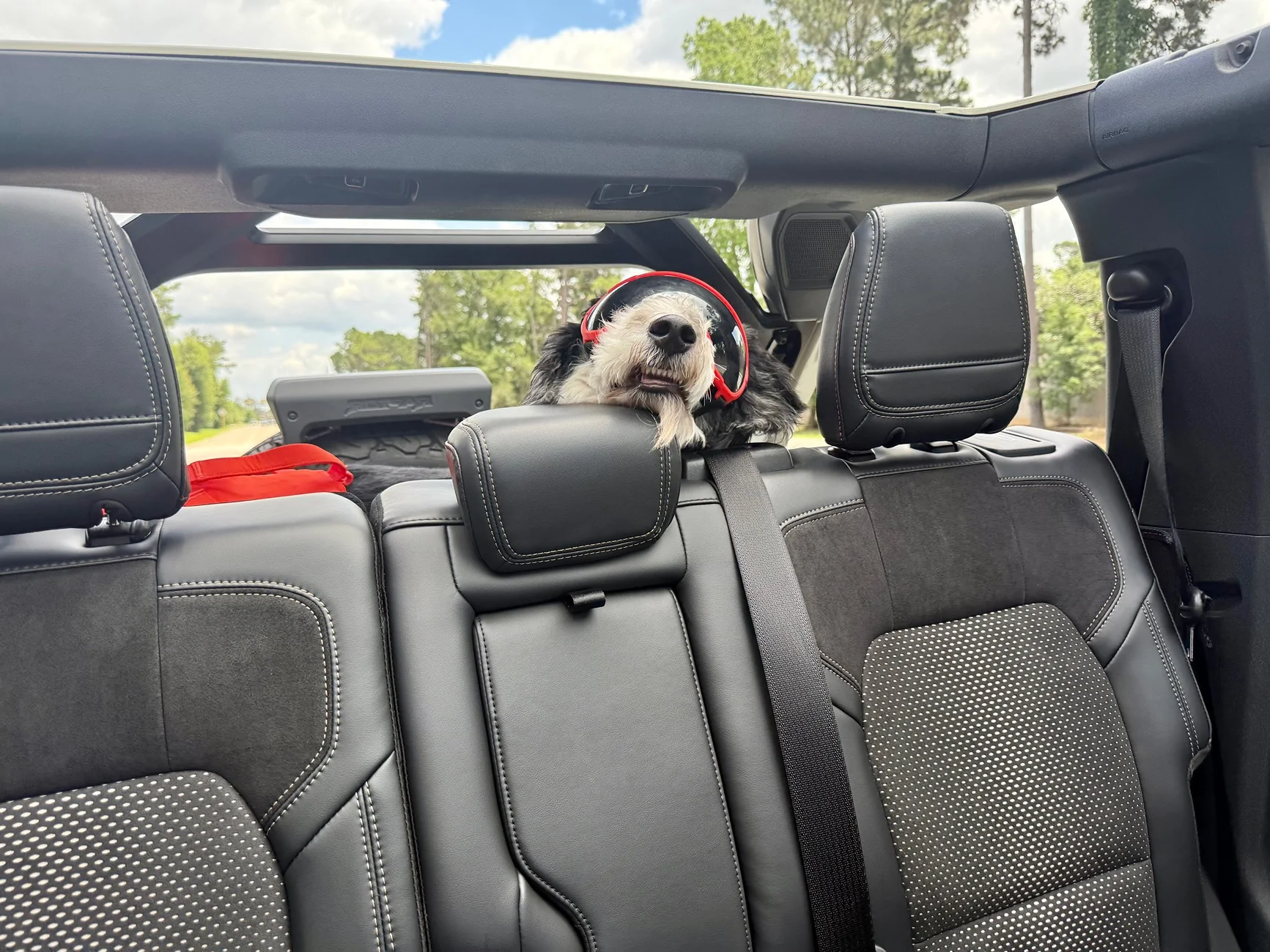 Ford Bronco 🐾 Show Us Your Dog + Bronco Photos! IMG_5627