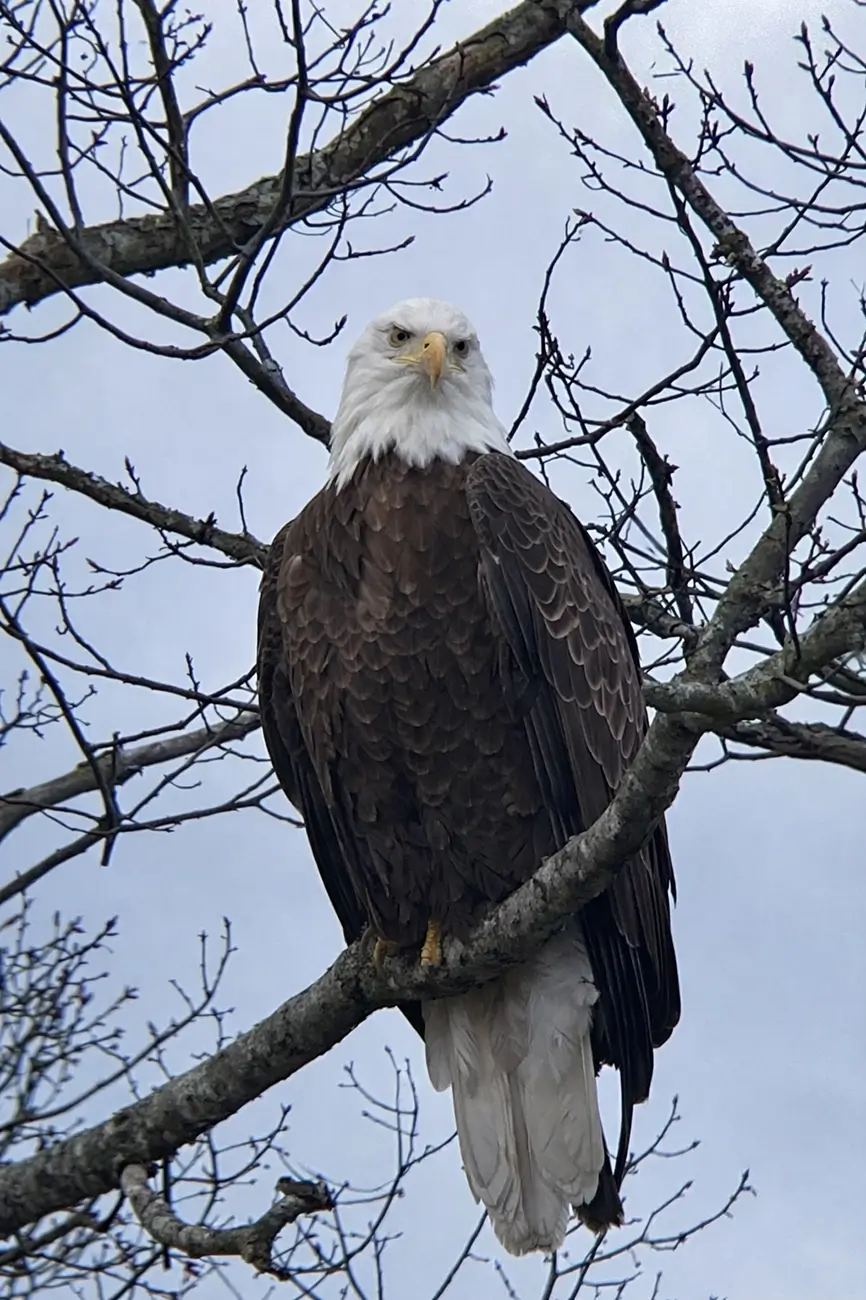 Ford Bronco From Jeep TJ to Basequatch: Greetings from Acadia National Park (Pictures) Eagl