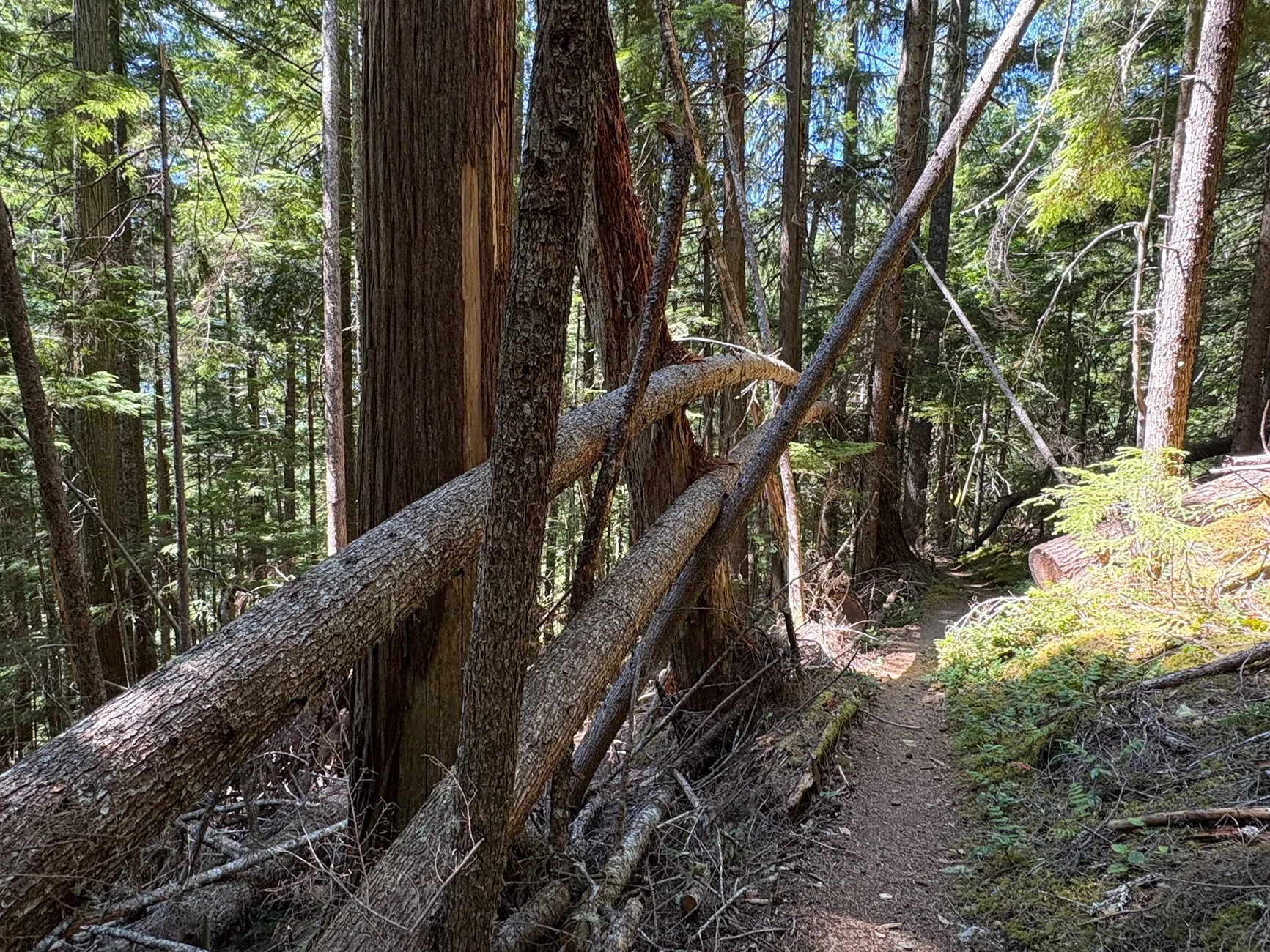 Ford Bronco What did you do TO / WITH your Bronco today? 👨🏻‍🔧🧰🚿🛠 pugh trail trees