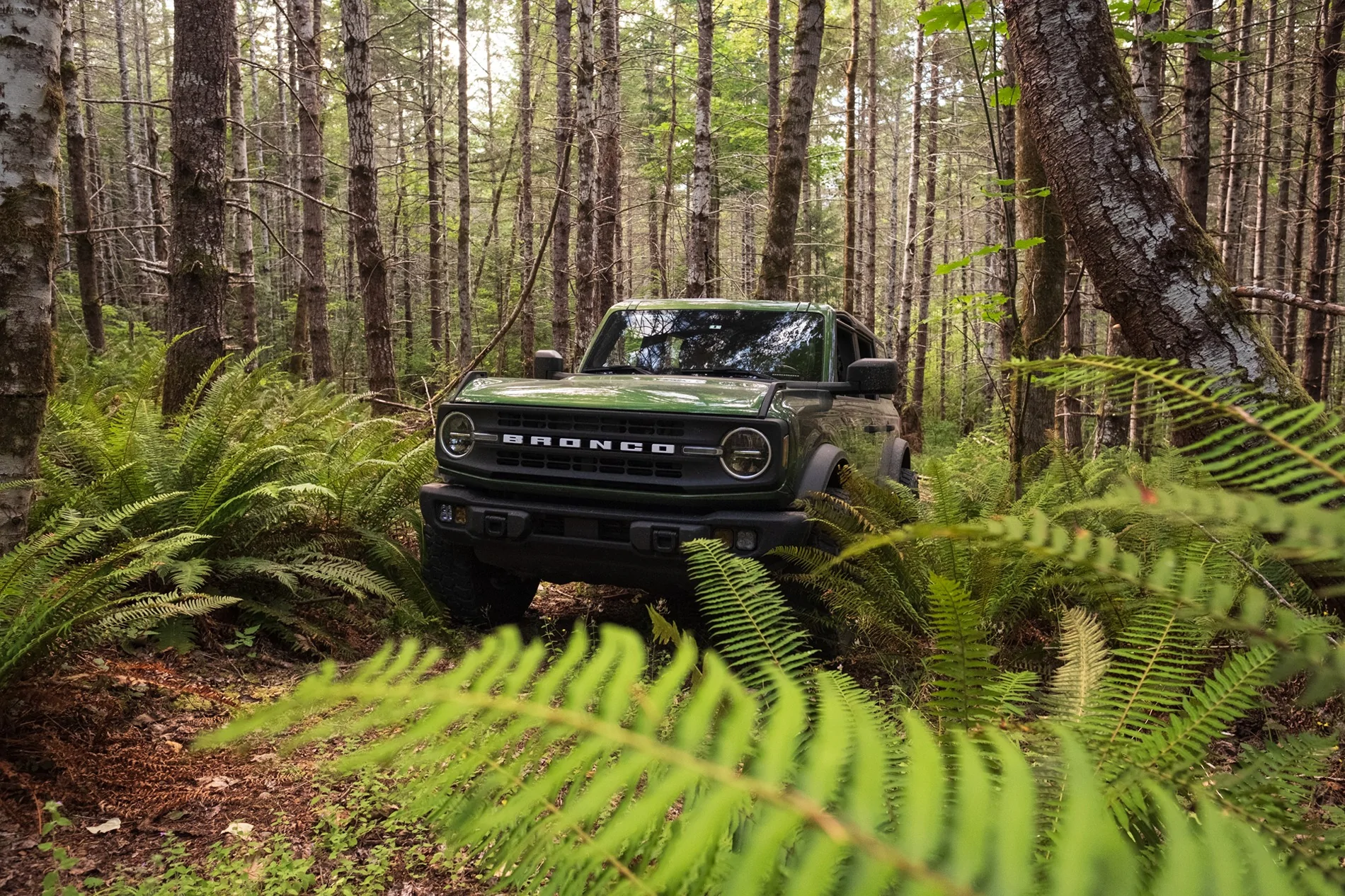 Ford Bronco WA Olympic Peninsula Forest Exploring DSCF0664