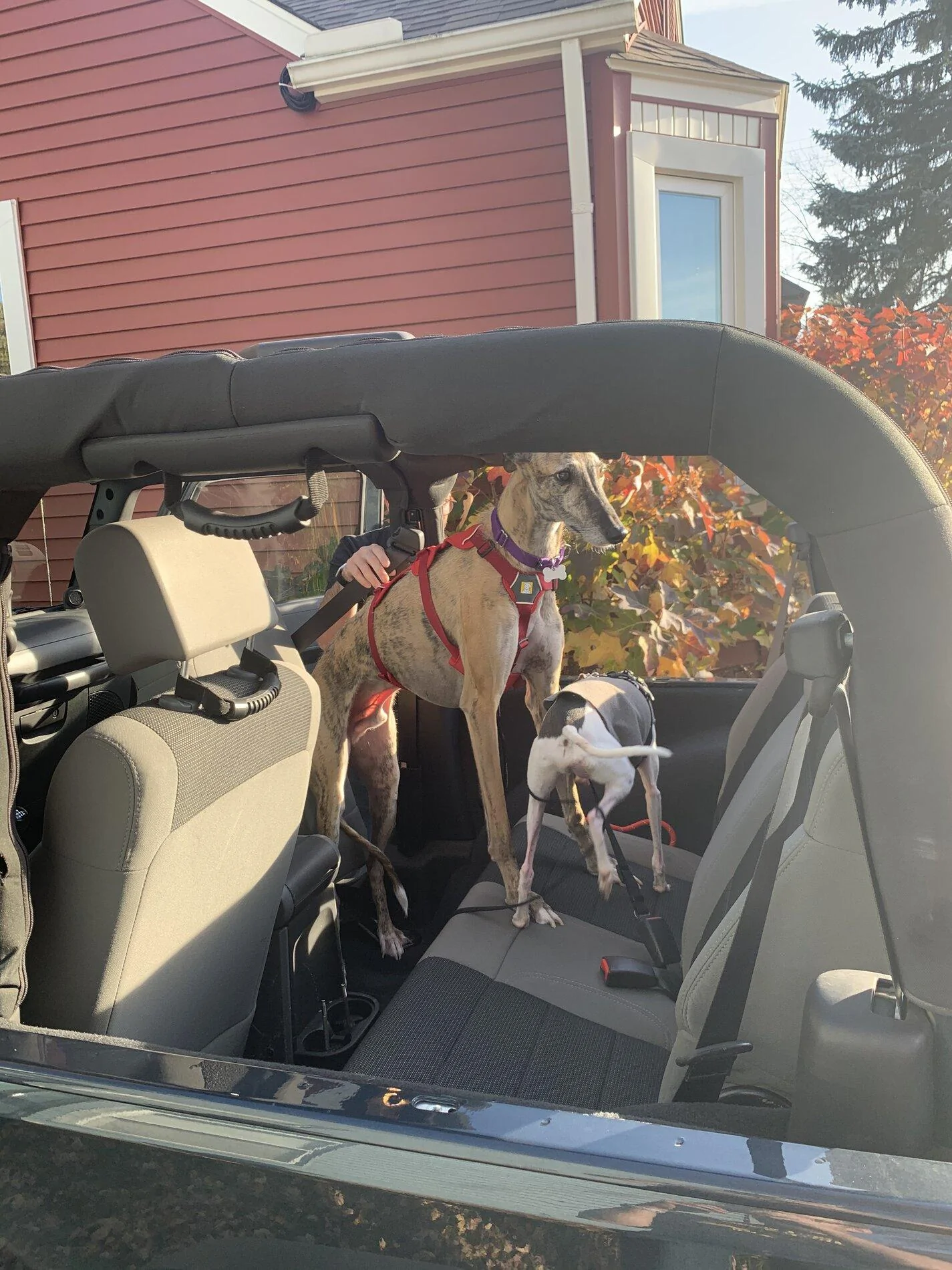 Ford Bronco Dogs in the Bronco 1CF951A2-1758-4CE5-B3D1-DC12EE53832D