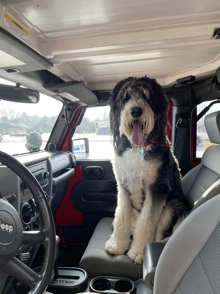 Ford Bronco Dogs in the Bronco 1FB98D94-E21D-46F7-9D4E-588B119C88A7_1_105_c