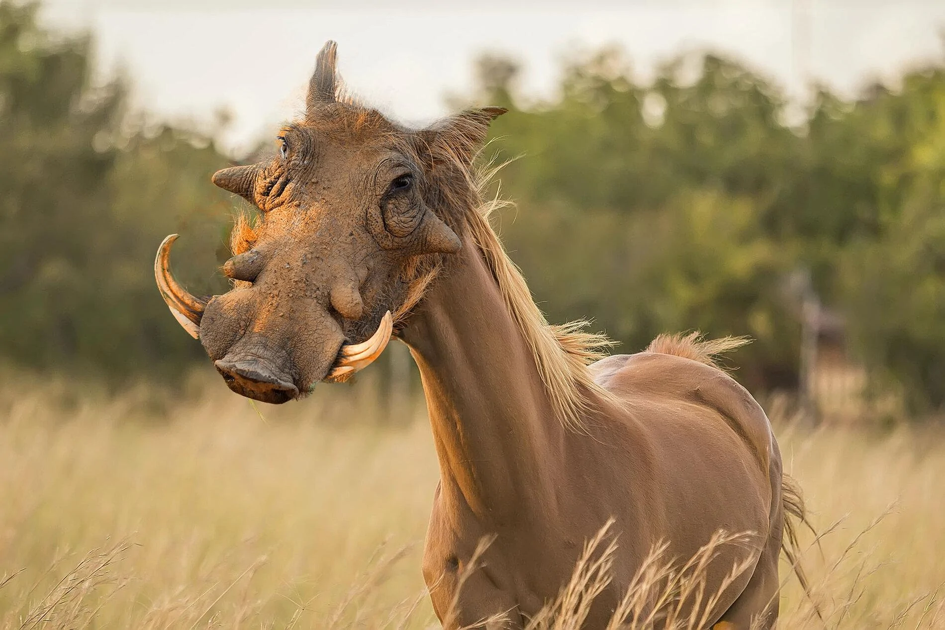 broncowart.jpg
